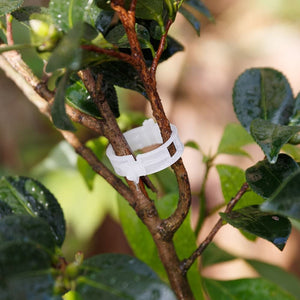 Plantsteunclips